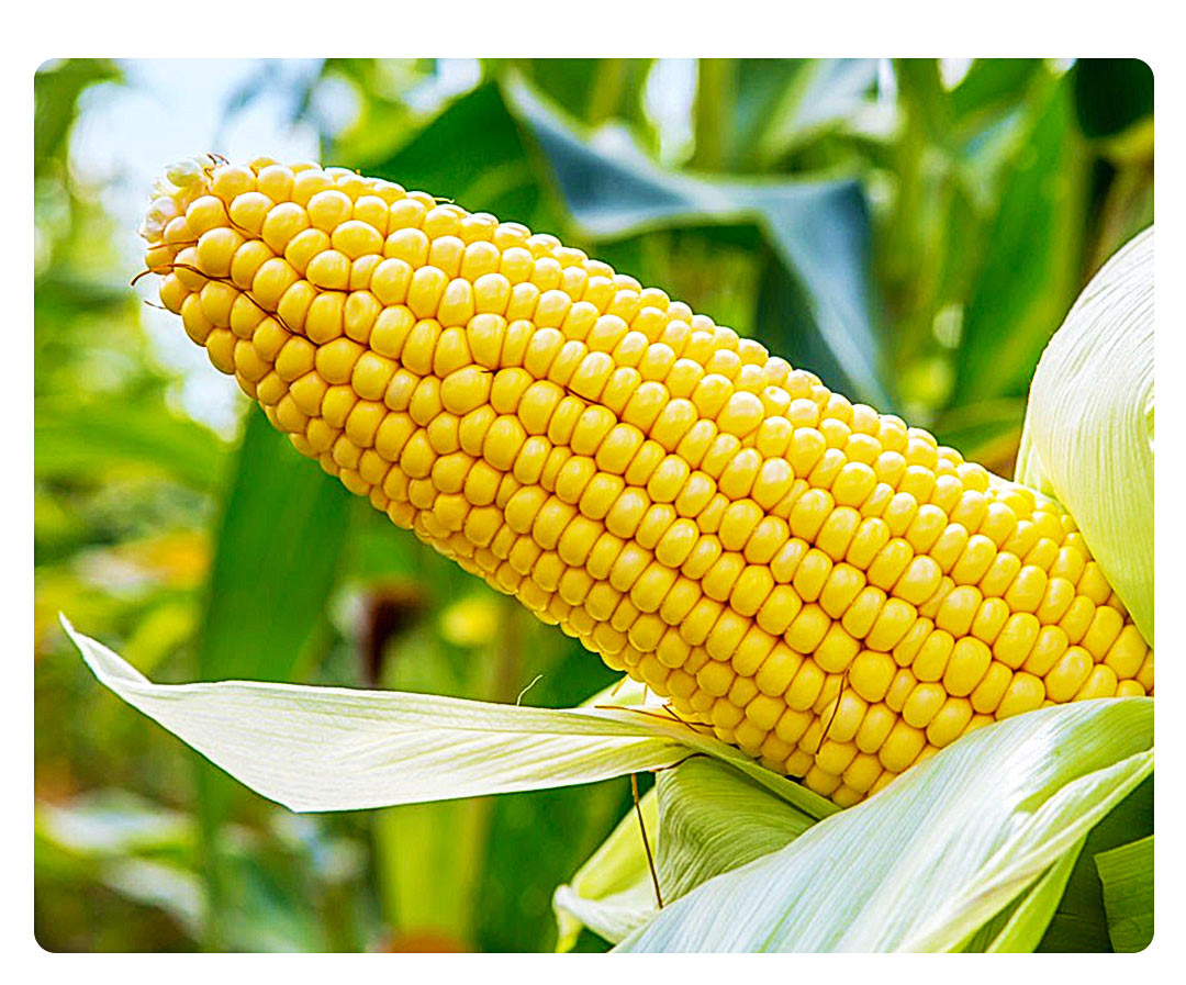 OEM 小米有品(圖13) OEM 小米有品(圖13)